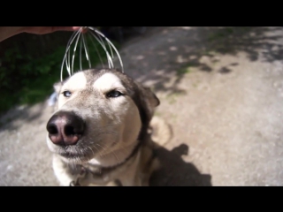 husky is crazy about the head massager))