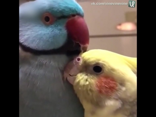 pair of parrots