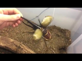 hercules beetle