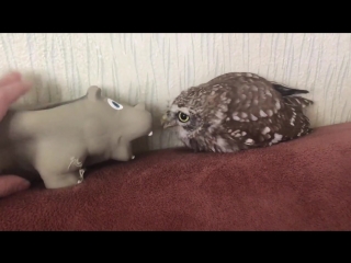 hippo and owlet