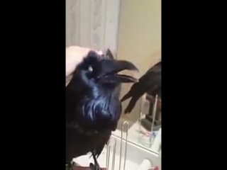 cute crow