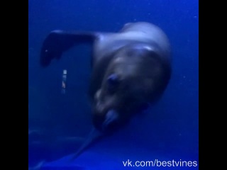 the sea lion is trying to eat my hand.