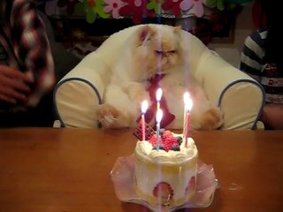 happy birthday. cat ahah he's great )))) how it all really happens joke 100500 kaha movie movie clip frenzy comedy gum porn trailer