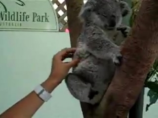 koala