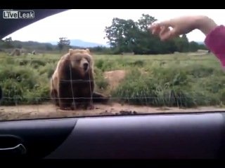 good-natured bear