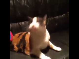 lol cat (6 sec)