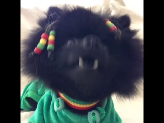 rasta dog