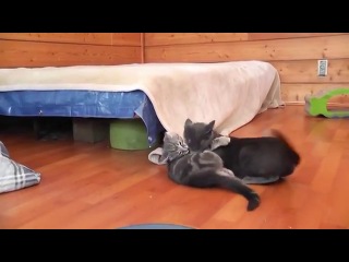 kitten scared the cat and was punished