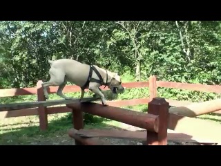 doggy parkour (not vine)