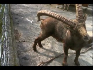 who would have thought why a goat has horns? :)