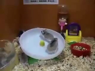 hamsters