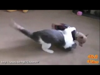 compilation of cat and dog fights