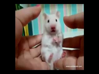 mouse in shock